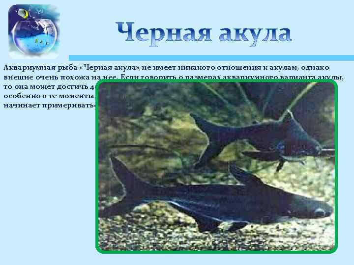Аквариумная рыба «Черная акула» не имеет никакого отношения к акулам, однако внешне очень похожа