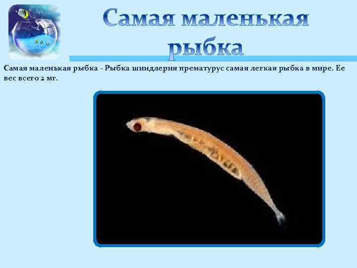 Самая маленькая рыбка - Рыбка шиндлерия прематурус самая легкая рыбка в мире. Ее вес