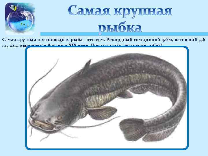 Самая крупная пресноводная рыба – это сом. Рекордный сом длиной 4, 6 м, весивший