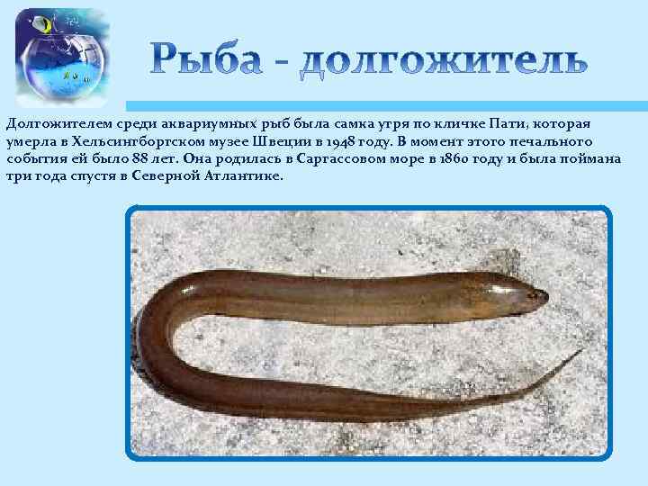 Долгожителем среди аквариумных рыб была самка угря по кличке Пати, которая умерла в Хельсингборгском