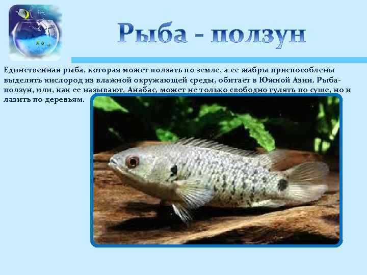 Единственная рыба, которая может ползать по земле, а ее жабры приспособлены выделять кислород из