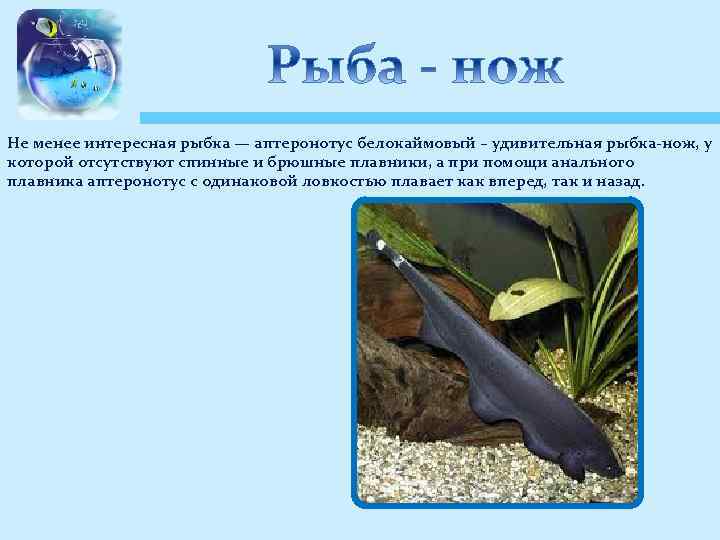 Не менее интересная рыбка — аптеронотус белокаймовый – удивительная рыбка-нож, у которой отсутствуют спинные