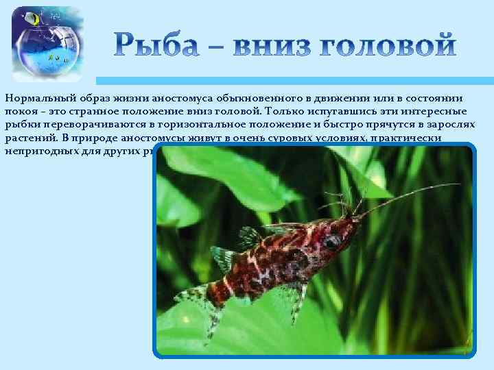 Нормальный образ жизни аностомуса обыкновенного в движении или в состоянии покоя – это странное