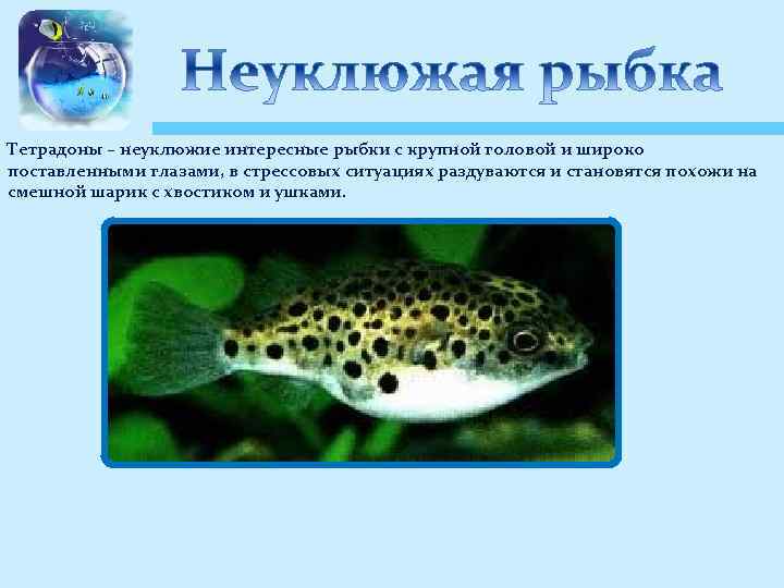 Тетрадоны – неуклюжие интересные рыбки с крупной головой и широко поставленными глазами, в стрессовых
