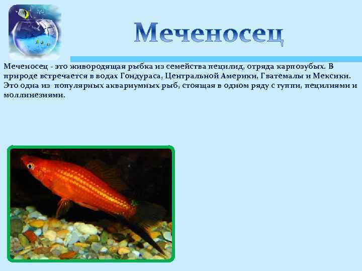 Живородящие аквариумные рыбки список с фото и описанием
