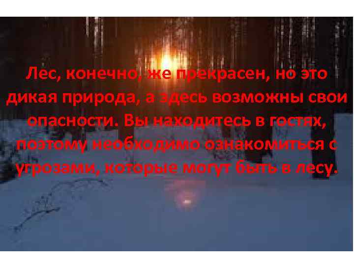 Лес, конечно, же прекрасен, но это дикая природа, а здесь возможны свои опасности. Вы
