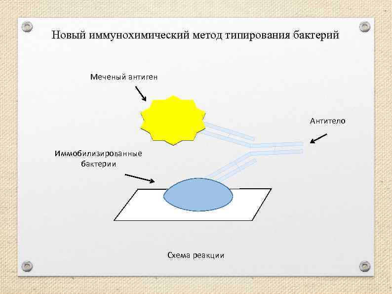 Новый иммунохимический метод типирования бактерий Меченый антиген Антитело Иммобилизированные бактерии Схема реакции 