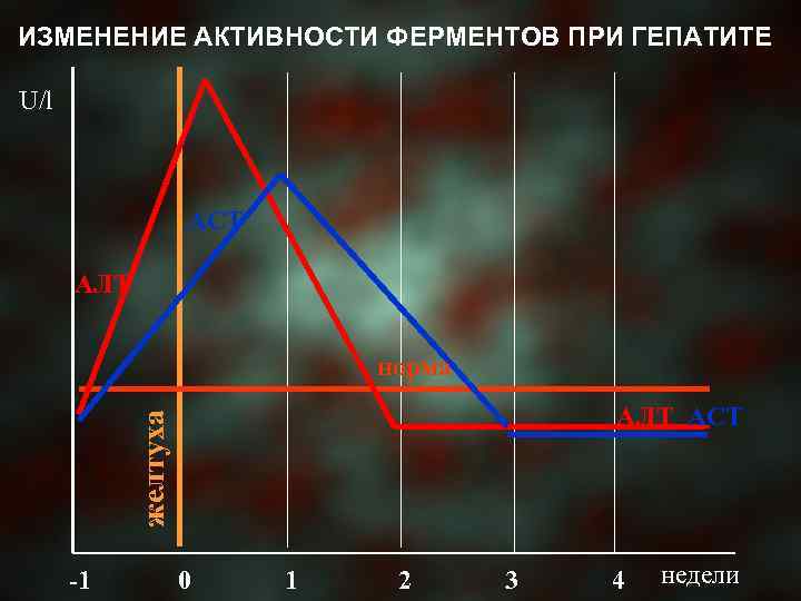 ИЗМЕНЕНИЕ АКТИВНОСТИ ФЕРМЕНТОВ ПРИ ГЕПАТИТЕ U/l АСТ АЛТ норма желтуха АЛТ АСТ -1 0