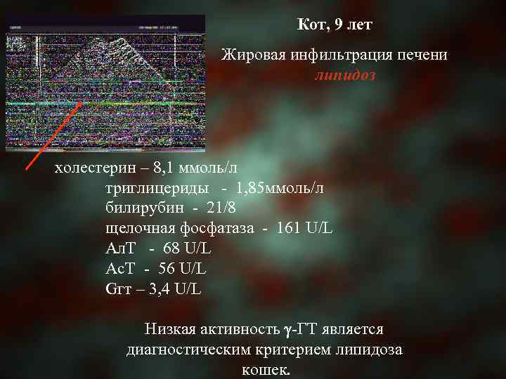 Кот, 9 лет Жировая инфильтрация печени липидоз холестерин – 8, 1 ммоль/л триглицериды -