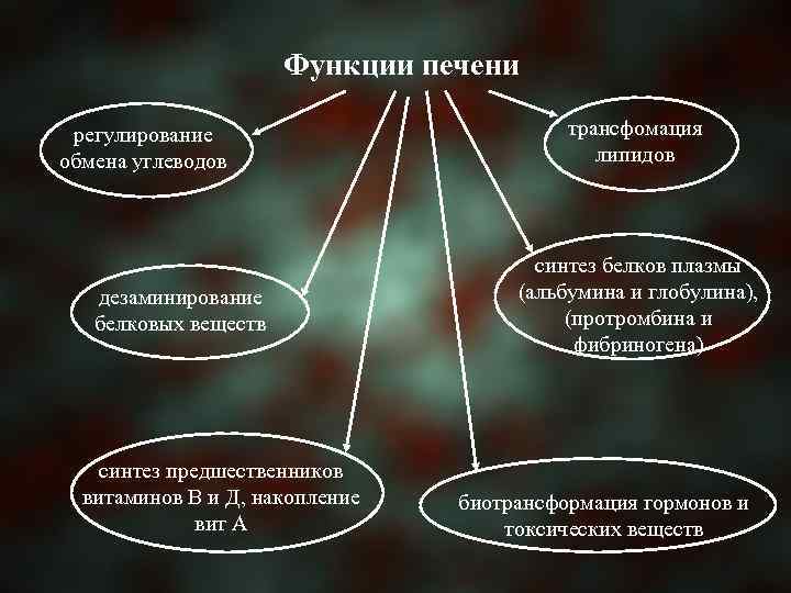 Функции печени регулирование обмена углеводов дезаминирование белковых веществ синтез предшественников витаминов В и Д,