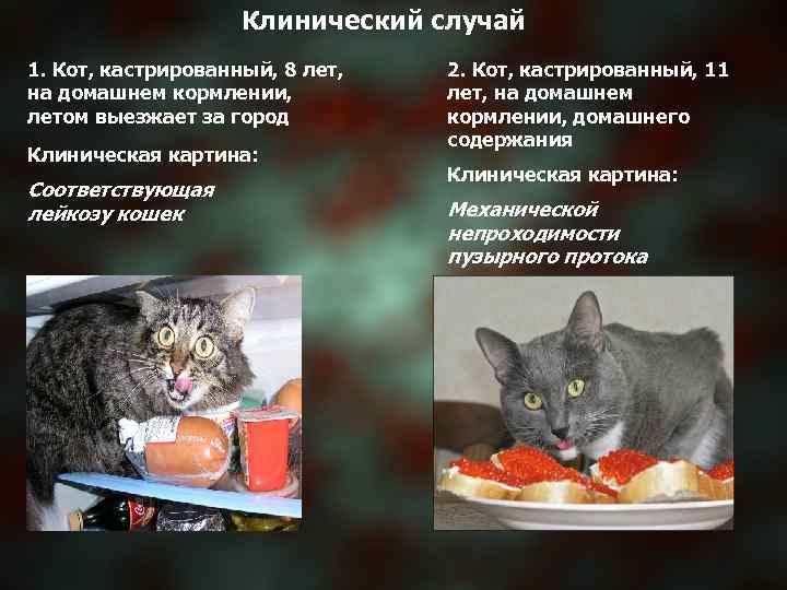 Клинический случай 1. Кот, кастрированный, 8 лет, на домашнем кормлении, летом выезжает за город