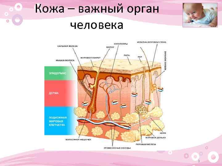 Кожа – важный орган человека 3 