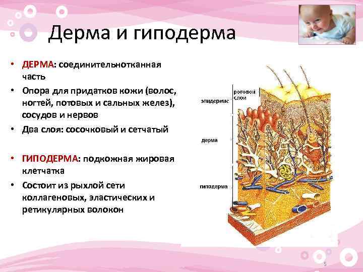 Дерма и гиподерма • ДЕРМА: соединительнотканная часть • Опора для придатков кожи (волос, ногтей,