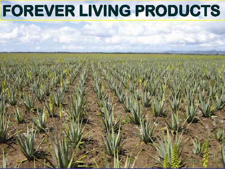 FOREVER LIVING PRODUCTS 