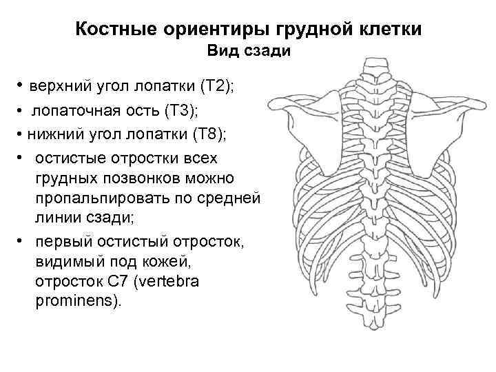 Ребра грудной клетки человека схема расположения