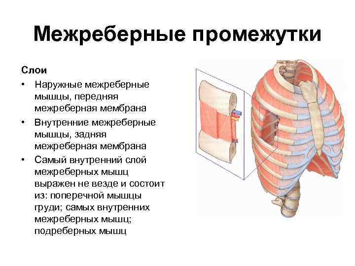 Межреберные промежутки Слои • Наружные межреберные мышцы, передняя межреберная мембрана • Внутренние межреберные мышцы,