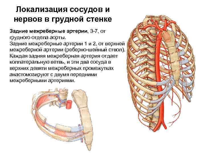 Локализация сосудов и нервов в грудной стенке Задние межреберные артерии, 3 -7, от грудного