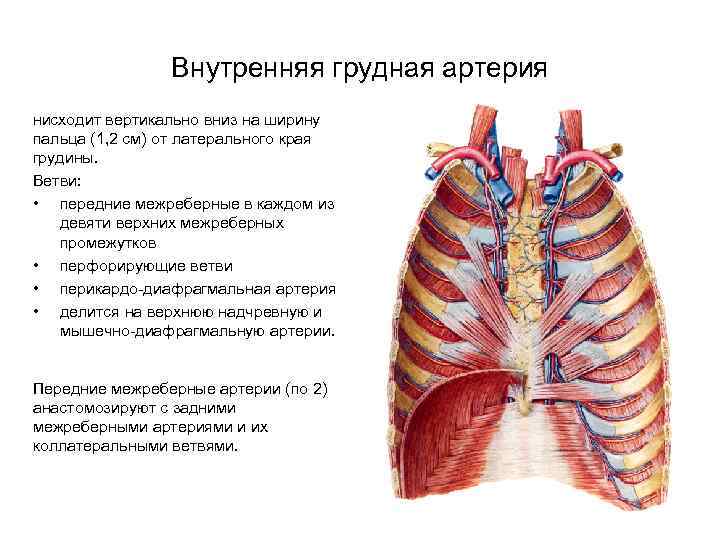 Внутренняя грудная артерия нисходит вертикально вниз на ширину пальца (1, 2 см) от латерального