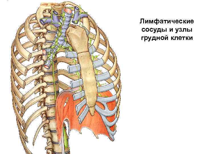 Лимфатические сосуды и узлы грудной клетки 