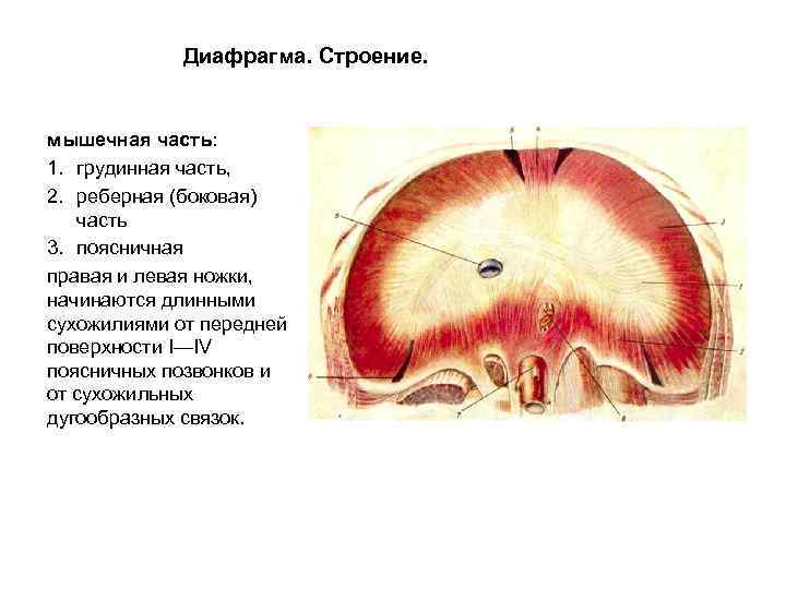 Диафрагма. Строение. мышечная часть: 1. грудинная часть, 2. реберная (боковая) часть 3. поясничная правая