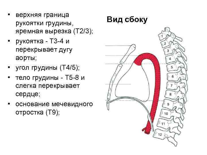  • верхняя граница рукоятки грудины, яремная вырезка (T 2/3); • рукоятка - T