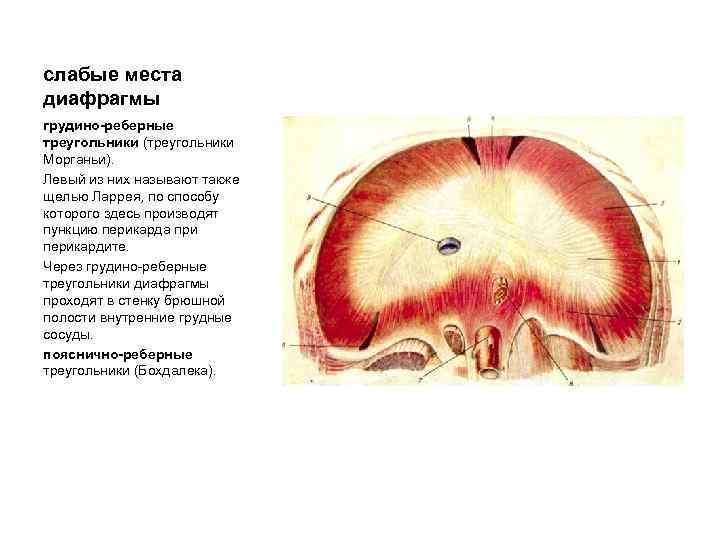 слабые места диафрагмы грудино-реберные треугольники (треугольники Морганьи). Левый из них называют также щелью Ларрея,