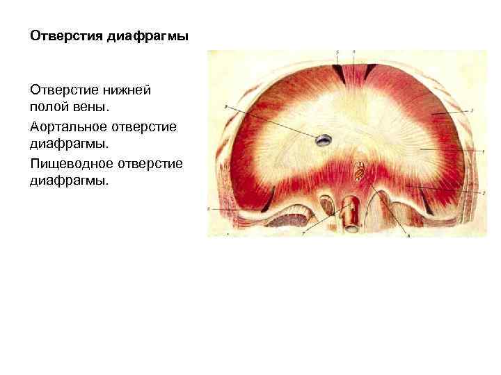 Отверстия диафрагмы Отверстие нижней полой вены. Аортальное отверстие диафрагмы. Пищеводное отверстие диафрагмы. 