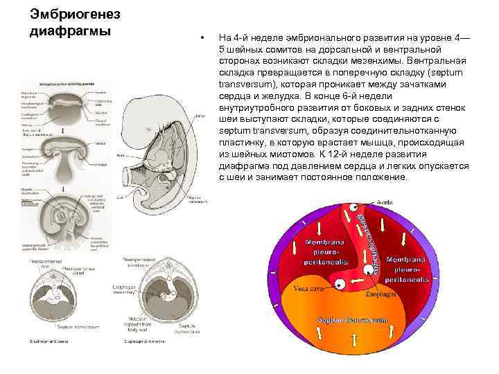 Эмбриогенез диафрагмы • На 4 -й неделе эмбрионального развития на уровне 4— 5 шейных