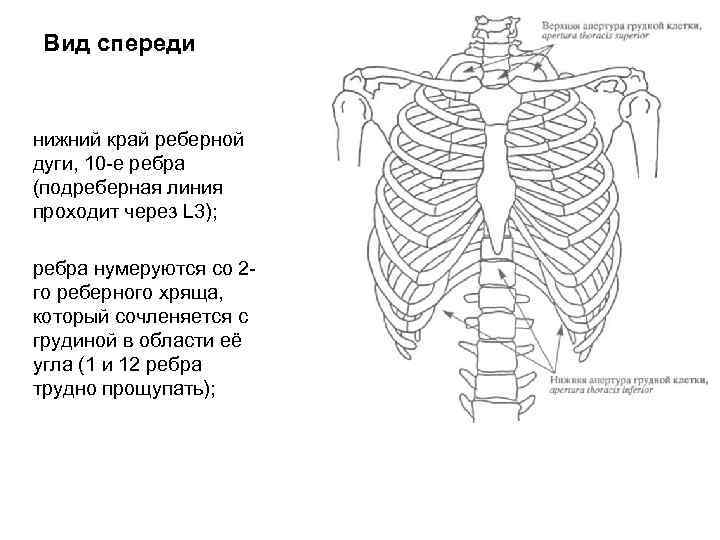 Вид спереди нижний край реберной дуги, 10 -е ребра (подреберная линия проходит через L