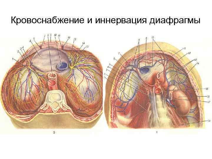 Кровоснабжение и иннервация диафрагмы 