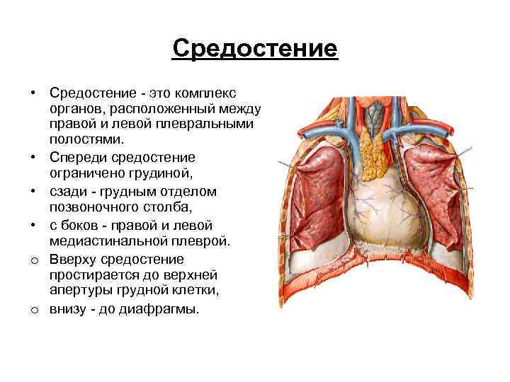 Средостение • Средостение - это комплекс органов, расположенный между правой и левой плевральными полостями.