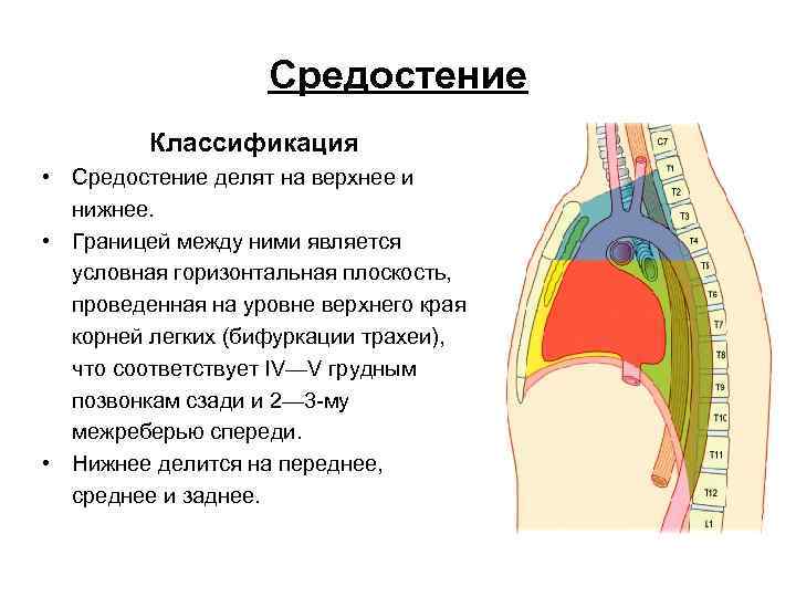 Средостение Классификация • Средостение делят на верхнее и нижнее. • Границей между ними является