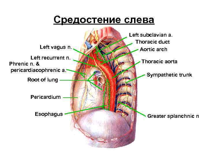 Средостение слева Left vagus n. Left recurrent n. Phrenic n. & pericardiacophrenic a. Root