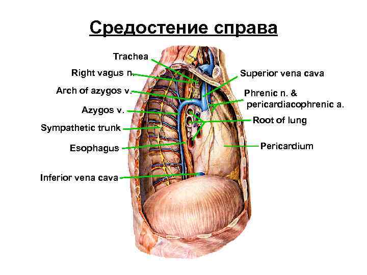 Средостение справа Trachea Right vagus n. Arch of azygos v. Azygos v. Sympathetic trunk