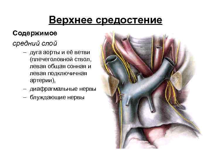 Верхнее средостение Содержимое средний слой – дуга аорты и её ветви (плечеголовной ствол, левая