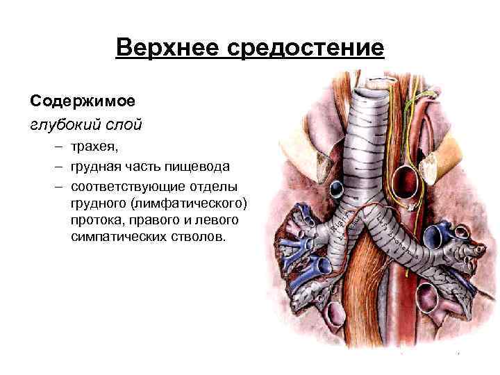 Верхнее средостение Содержимое глубокий слой – трахея, – грудная часть пищевода – соответствующие отделы