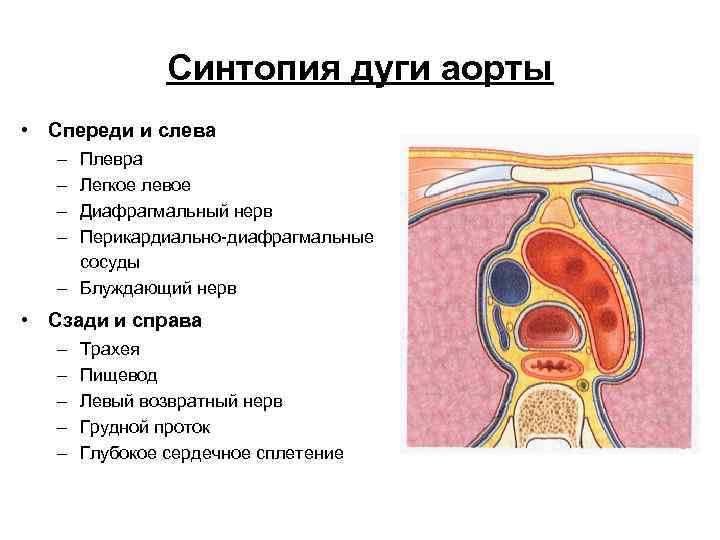 Строение грудной клетки женщины спереди с описанием фото с названиями