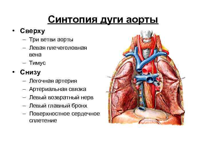 Синтопия дуги аорты • Сверху – Три ветви аорты – Левая плечеголовная вена –