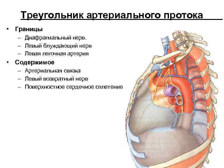 Треугольник артериального протока • Границы – Диафрагмальный нерв. – Левый блуждающий нерв – Левая