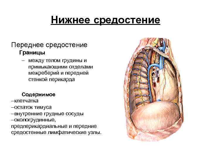 Нижнее средостение Переднее средостение Границы – между телом грудины и примыкающими отделами межреберий и