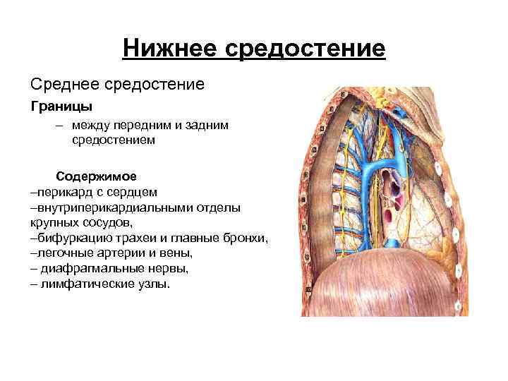 Нижнее средостение Среднее средостение Границы – между передним и задним средостением Содержимое –перикард с