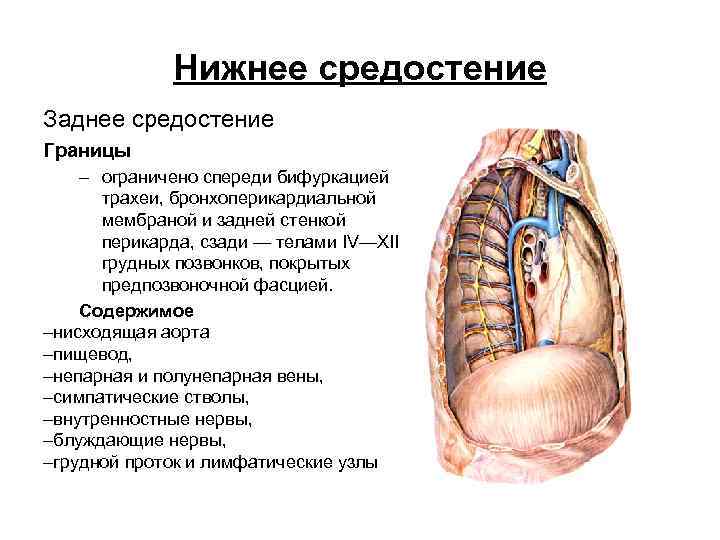 Нижнее средостение Заднее средостение Границы – ограничено спереди бифуркацией трахеи, бронхоперикардиальной мембраной и задней