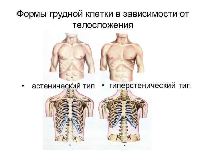 Формы грудной клетки в зависимости от телосложения 