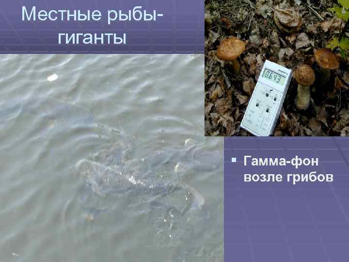 Местные рыбыгиганты § Гамма-фон возле грибов 