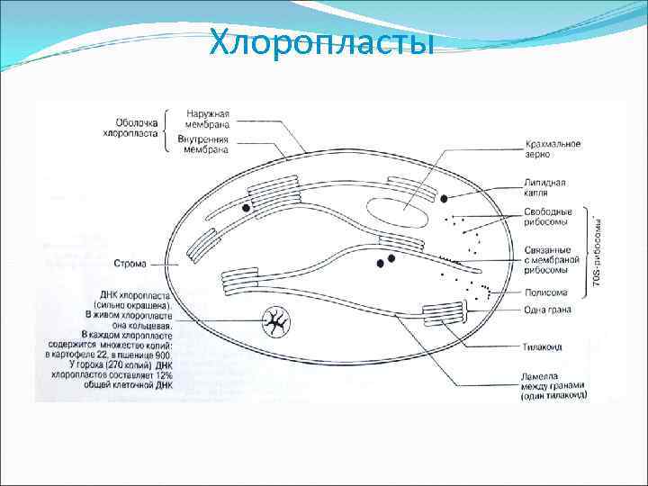 Хлоропласты 