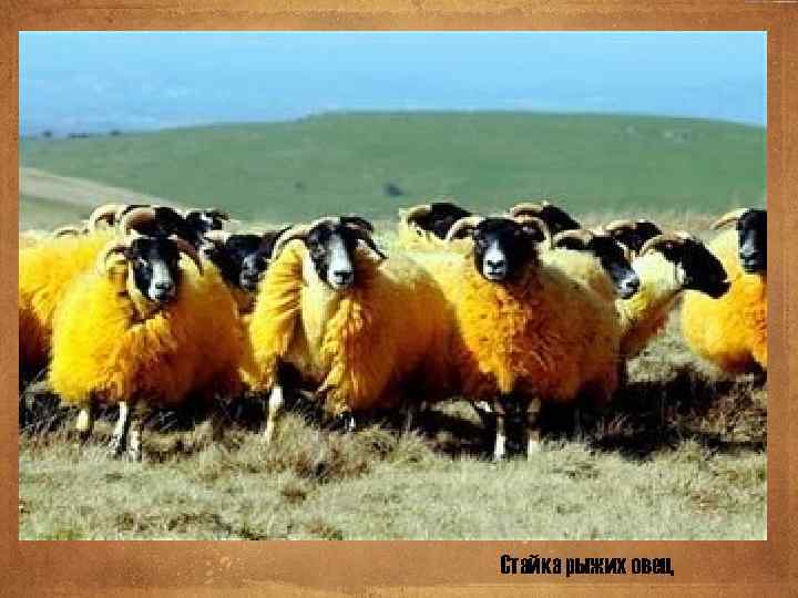 Стайка рыжих овец 