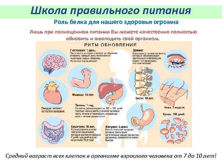 Презентация белки и их роль в организме человека