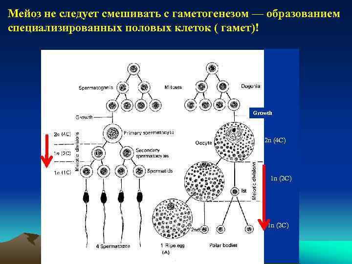 Образование половых клеток цветков