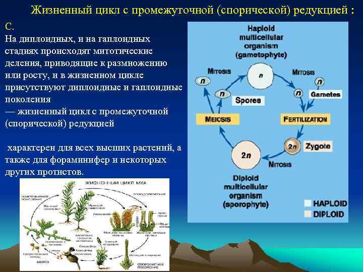 Гаплоидный цикл. Жизненный цикл со спорической редукцией. Гаплоидная и диплоидная стадия это. Диплоидная стадия жизненного цикла. Жизненный цикл с промежуточной редукцией.