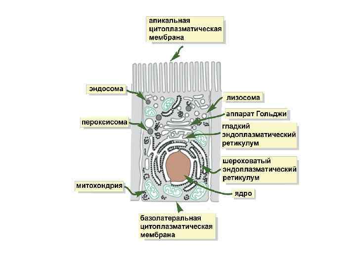 Поверхности клетки. Апикальная мембрана эпителиальных клеток. Апикальная часть клетки. Базальная и апикальная части клетки. Апикальная поверхность клетки.